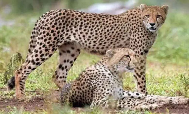 बोत्सवाना से आएंगे 8 चीते, 2032 तक आत्मनिर्भर आबादी का लक्ष्य तय