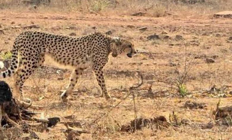 बोत्सवाना से 28 फरवरी को एमपी पहुंचेंगे आठ चीते, 2032 तक आत्मनिर्भर आबादी बनाने का लक्ष्य