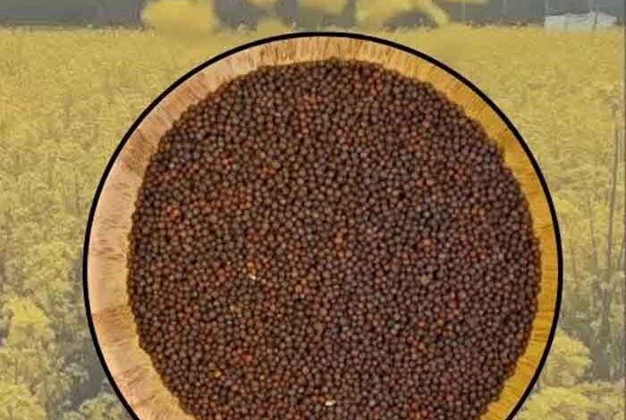 एमपी-किसानों-के-लिए-बड़ी-राहत:-अब-सरसों-पर-भी-मिलेगा-भावांतर,-सोयाबीन-की-तरह-सरकार-देगी-कीमत-का-अंतर