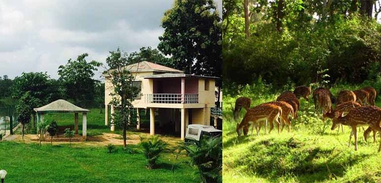 बारनवापारा-अभयारण्य:-हर-मोड़-पर-वन्य-जीवन-और-प्रकृति-की-नई-कहानी