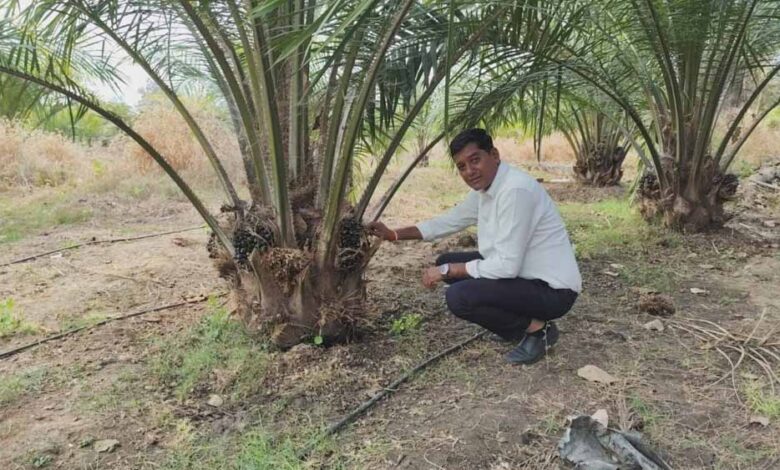 एक एकड़ में सवा लाख रुपए का मुनाफा देने वाला पाम ऑयल की खेती