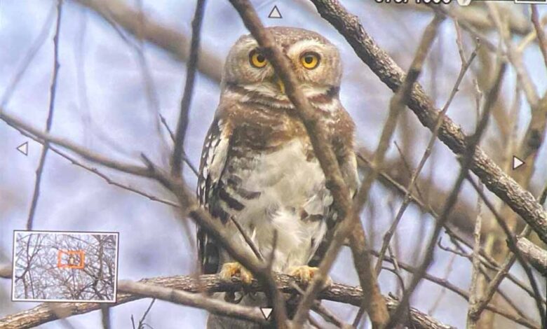 कूनो-राष्ट्रीय-उद्यान-में-फॉरेस्ट-ऑउलेट-का-दिखाई-देना,-शुभ-संकेत