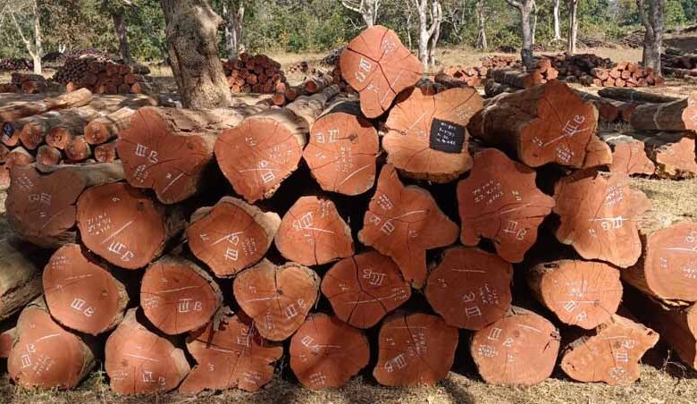 डिजिटल-सिस्टम-से-बढ़ी-पारदर्शिता,-रोजगार-सृजन-में-वन-विकास-निगम-की-नई-पहल