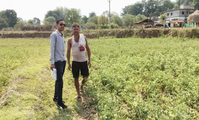 रायपुर-:-राष्ट्रीय-बागवानी-मिशन-से-किसानों-को-संबल-:-उन्नत-तकनीक-से-टमाटर-खेती-में-बढ़ा-उत्पादन-और-मुनाफा