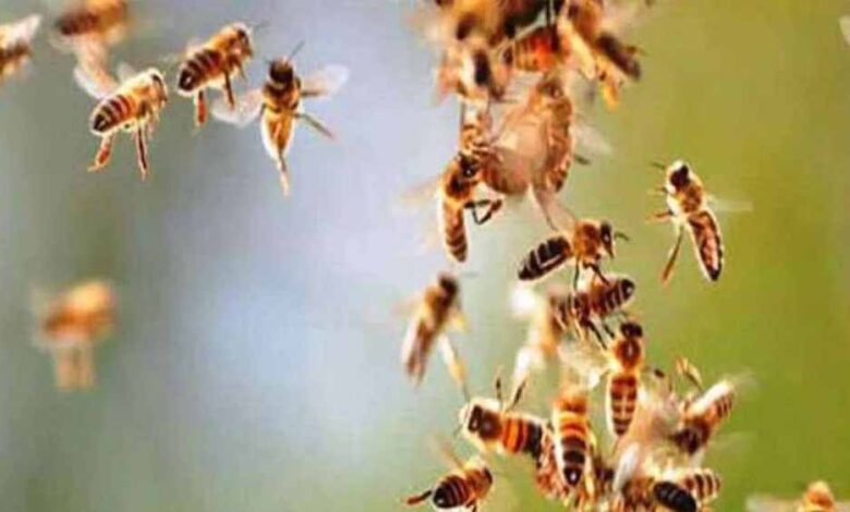 माता टेकरी पर मधुमक्खियों का हमला