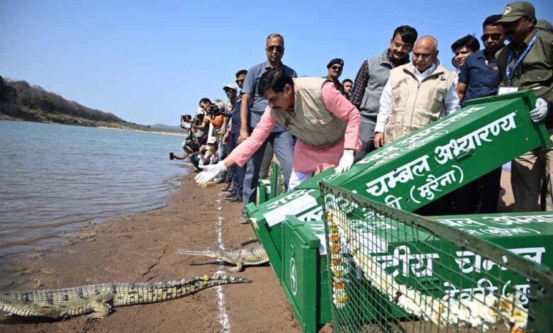 चीतों के बाद कूनो में घड़ियालों की एंट्री, सीएम ने 53 को चंबल से लाकर बसाया