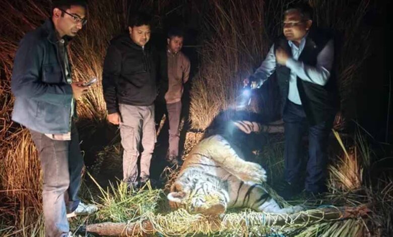 आठ दिन से भूखा था ‘जंगल का राजा’, पीलीभीत में बाघ की दर्दनाक मौत